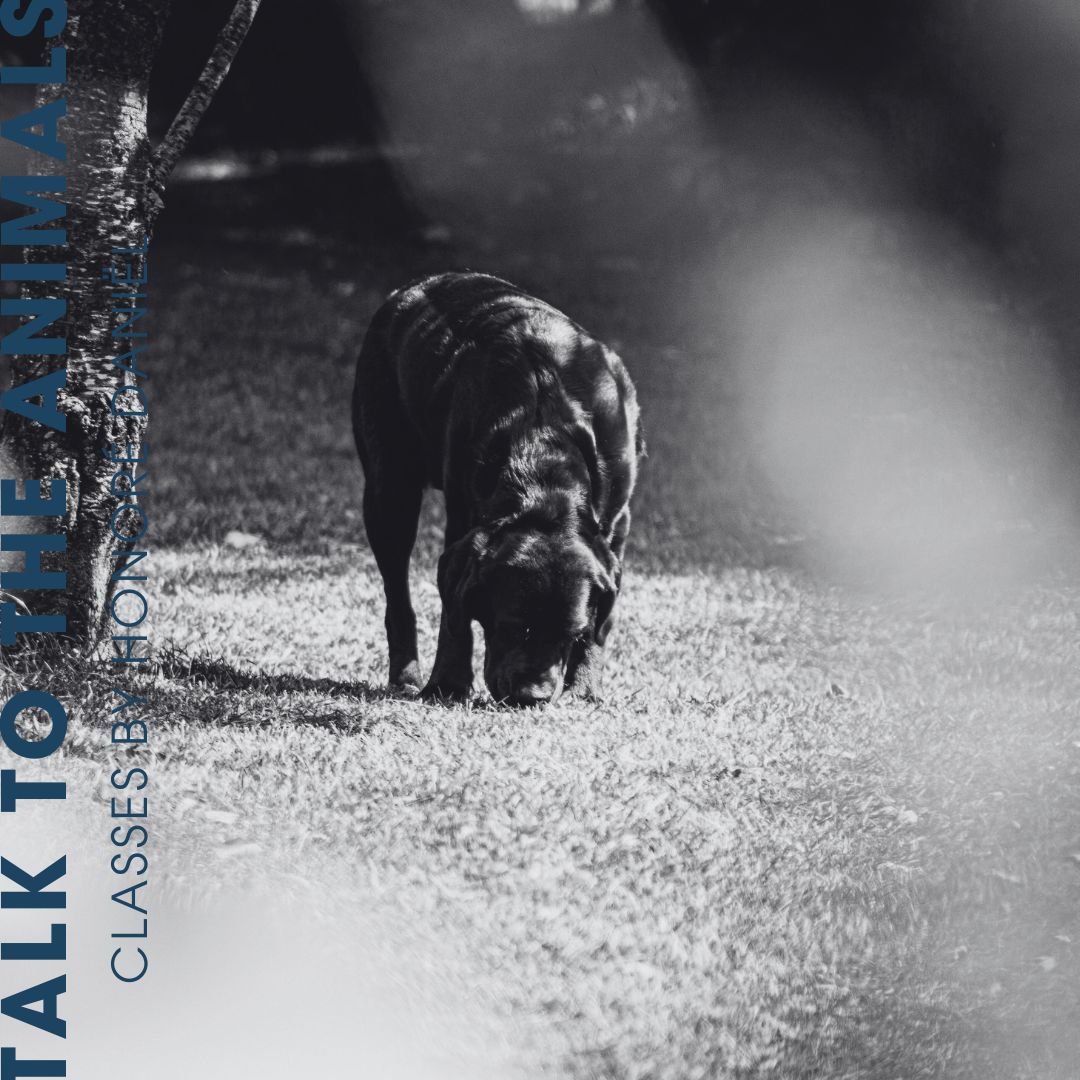 Talk to the Animals: De weg van stress naar samenwerking met Max