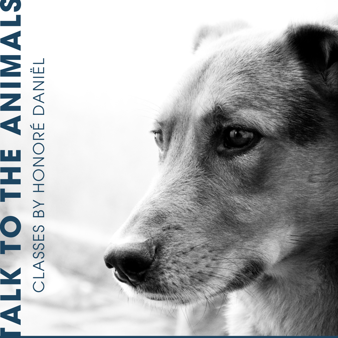 Talk to the Animals - A Deeper Connection with Your Dog